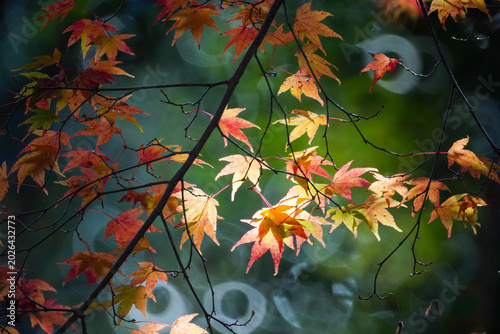 ミラーレンズで撮影されたリングぼけのある楓の紅葉