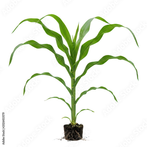Potted corn plant with green leaves