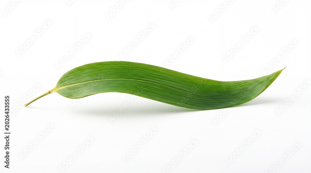 Fototapeta premium Single fresh green bamboo leaf curved in an arc isolated on white background