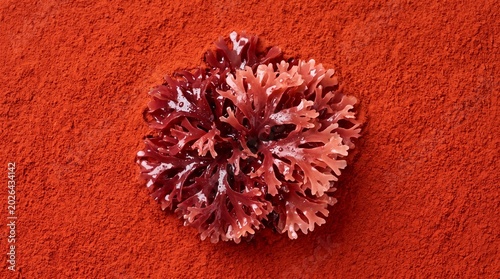 Fresh red algae seaweed on red astaxanthin powder background