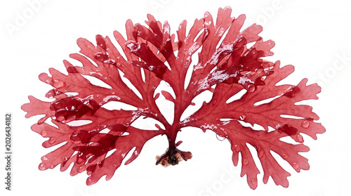 Rhodymenia pseudopalmata red seaweed isolated on white. Leafy red algae.