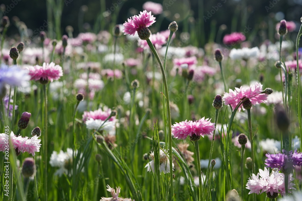 Obraz premium Pink and White Cornflowers Blooming in a Wildflower Meadow