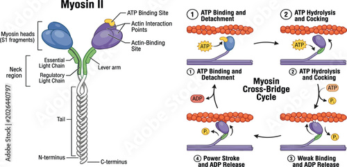 Photos Myosin II Structure and Cross Bridge Cycle Diagram Showing ATP Hydrolysis, Actin