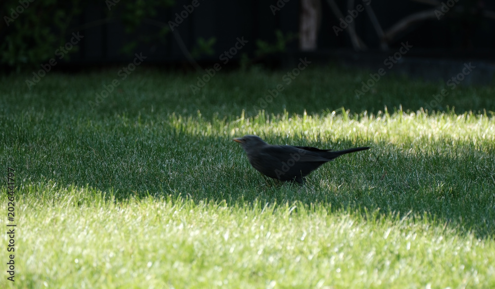 Obraz premium Common Blackbird (Turdus merula) on Green Lawn in Garden, Summer Wildlife Scene