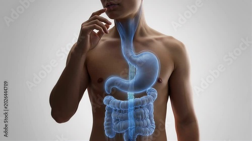 Human Digestive System Anatomy Illustration Transparent Blue Overlay on Man.