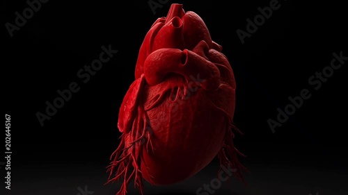 Detailed 3D Animation of a Red Human Heart.