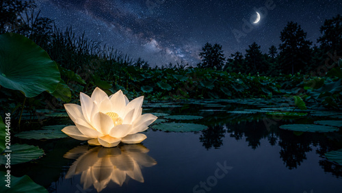 Lotus flowers shine brightly in the night. 