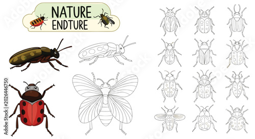 Nature-themed educational worksheet for children featuring beetle insect coloring and line tracing activities.