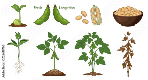 Schilderij op canvas Soybean plant growth stages, vector icons, fresh green beans, legume development