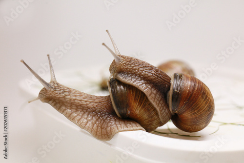 snails mating on a white background