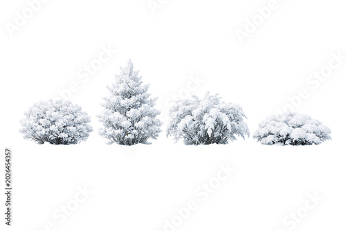 snow covered branches