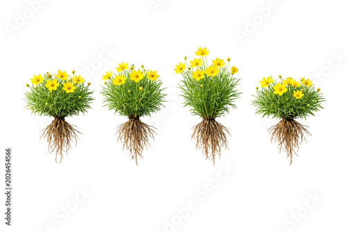 yellow flowers isolated on white