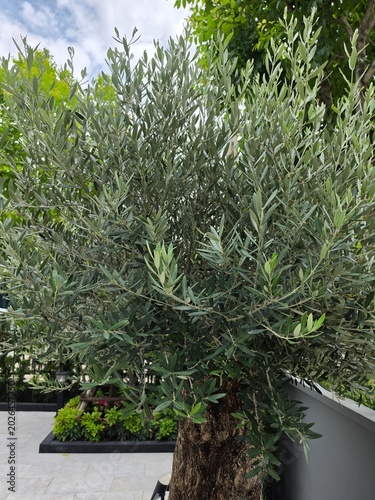 bonsai tree in a garden