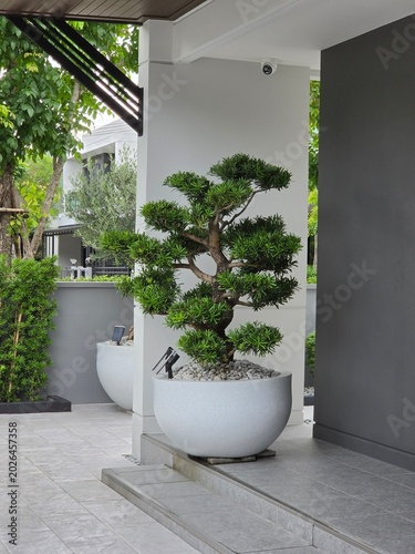 Podocarpus polystachyus is a medium-sized evergreen tree, planted as an ornamental tree in potted gardens and along fences.