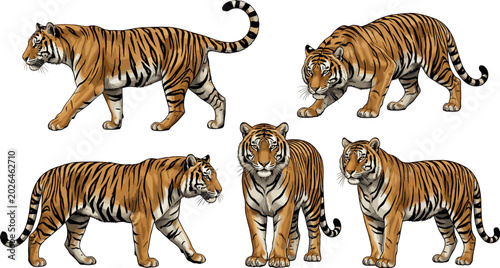 Canvas Print Bengal Tiger Vector Illustration Set Featuring Wild Cats in Walking, Standing, a