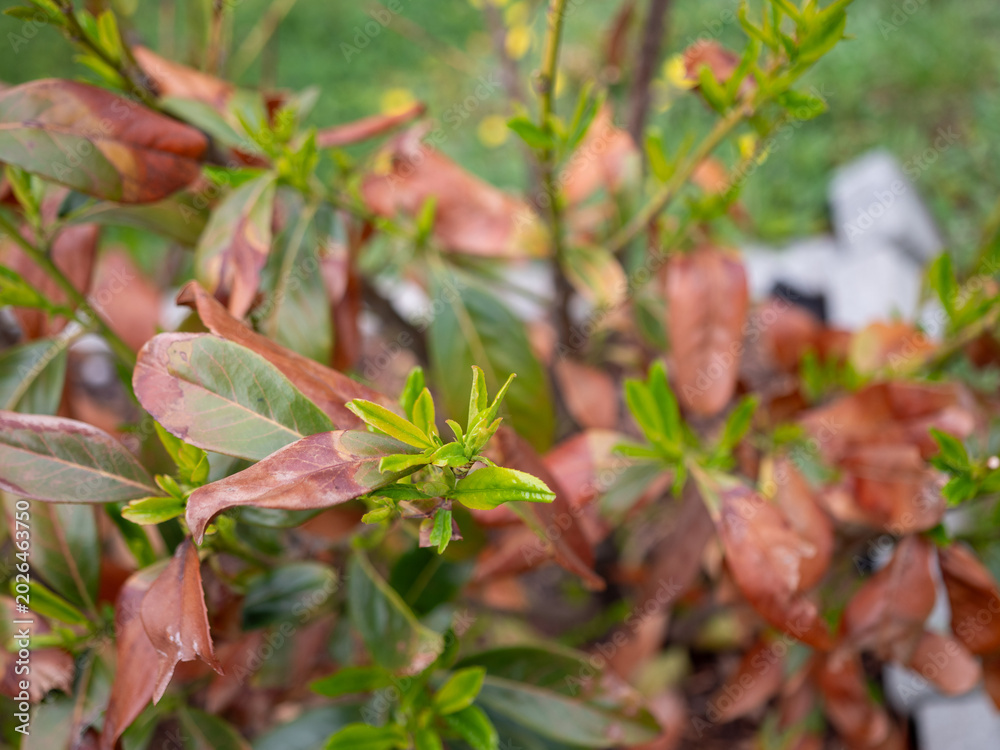 Fototapeta premium Cherry laurel shrub with damaged brown leaves after winter frost and drought, showing fresh green spring growth. Evergreen plant recovering from cold weather stress in garden.