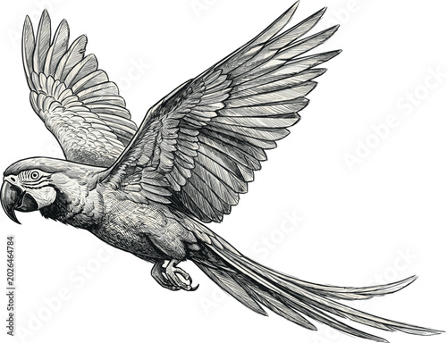 Tableau sur toile Flying Exotic Macaw Parrot Vector Illustration Featuring Hand Drawn Vintage Sket