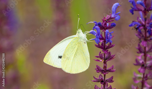 Mixed butterfly species on a sunny summer day in a rural meadow in Eastern Europe