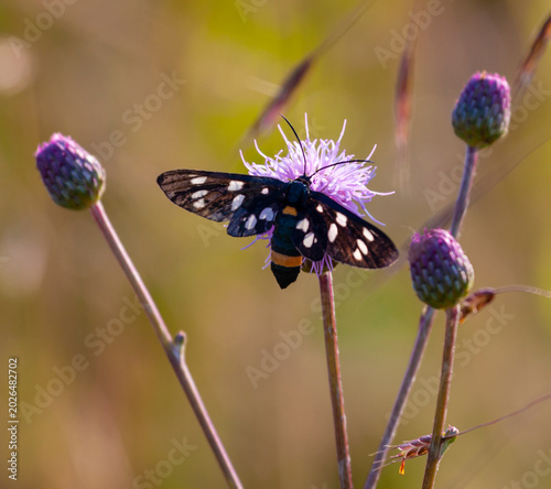 Mixed butterfly species on a sunny summer day in a rural meadow in Eastern Europe