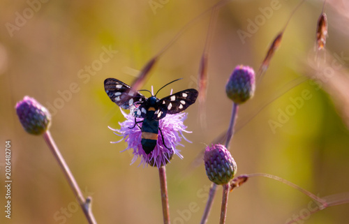 Mixed butterfly species on a sunny summer day in a rural meadow in Eastern Europe