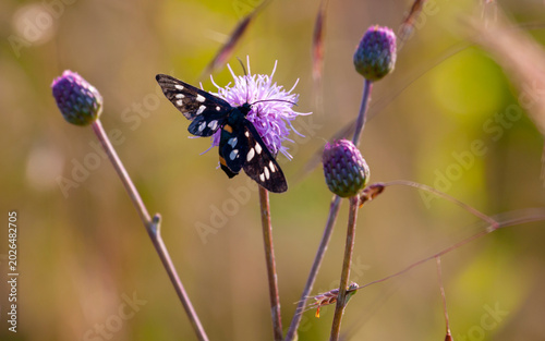Mixed butterfly species on a sunny summer day in a rural meadow in Eastern Europe