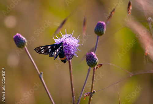 Mixed butterfly species on a sunny summer day in a rural meadow in Eastern Europe