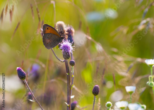 Mixed butterfly species on a sunny summer day in a rural meadow in Eastern Europe
