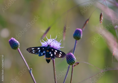 Mixed butterfly species on a sunny summer day in a rural meadow in Eastern Europe