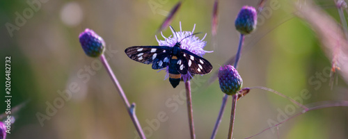 Mixed butterfly species on a sunny summer day in a rural meadow in Eastern Europe