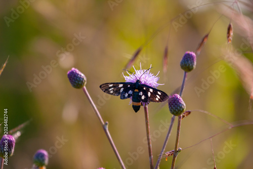 Mixed butterfly species on a sunny summer day in a rural meadow in Eastern Europe