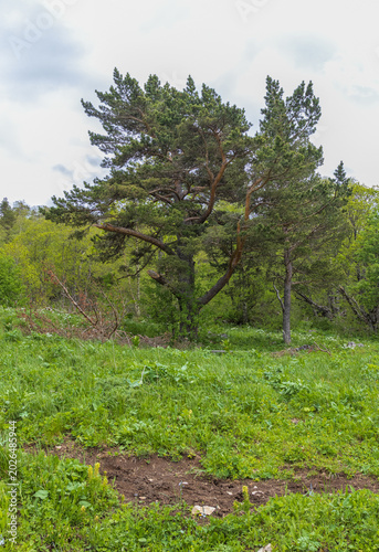 A forest on rocky mountain surfaces, an unpaved dirt road, a summer day in nature, and a panorama of the area