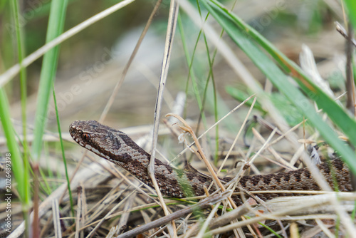 Konstfotografi Common European adder or viper in its natural habitat among green and dry grass