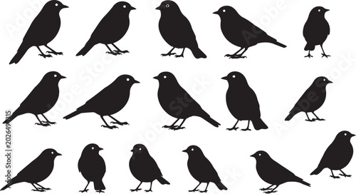 Photography black silhouette birds on white background for design elements