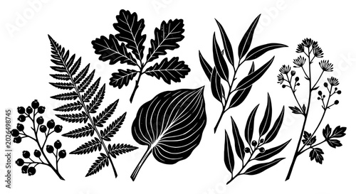 Collection of botanical plant leaf silhouettes in black vector style on white background for design