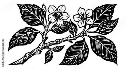 Delicate Branch with Blossoms and Leaves in Woodcut Style Vector Silhouette