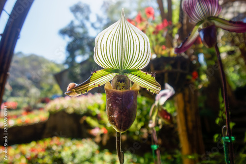 Fotografie Paphiopedilum Venus Slipper Orchid Flower Blooming in Garden