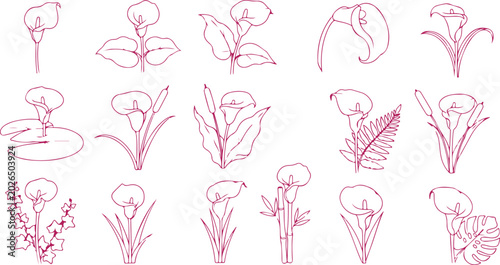 Bild auf Leinwand Outline of calla lily flowers and plants in doodle art style isolated on transparent background vector