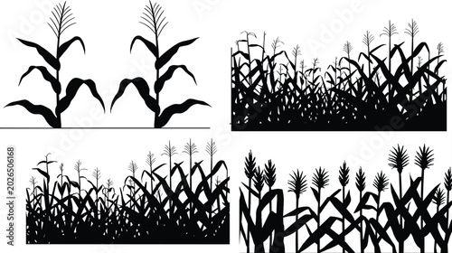 Foto Corn plant silhouettes showing individual stalks, dense cornfield groupings, and
