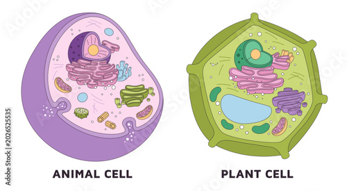 Obraz na płótnie Plant and animal cell
