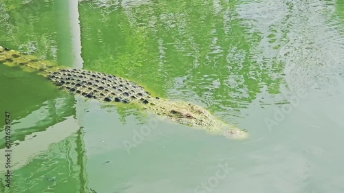 Several large crocodiles are seen submerged and motionless in murky, shallow water at the edge of an enclosure, exhibiting their scaly texture and powerful forms.