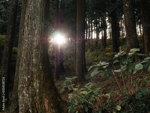 Sunlight streaming through forest trees with backlit woodland and peaceful nature concept