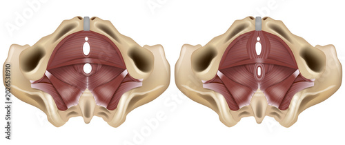 Cuadro en lienzo Detailed medical vector illustration of the female pelvic floor anatomy in inferior view, showing pelvic diaphragm muscles, pelvic openings, and comparative anatomy of pelvic floor structures