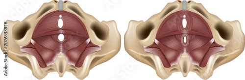 Photos Detailed medical vector illustration of the female pelvic floor anatomy in inferior view, showing pelvic diaphragm muscles, pelvic openings, and comparative anatomy of pelvic floor structures