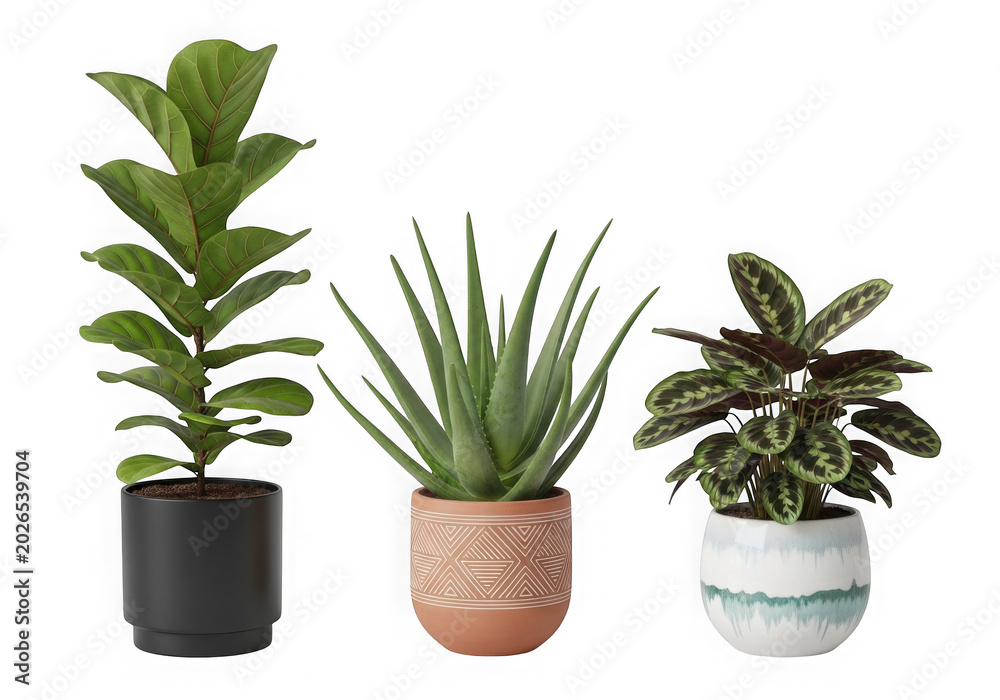 Fototapeta premium Three different green potted plants in decorative pots