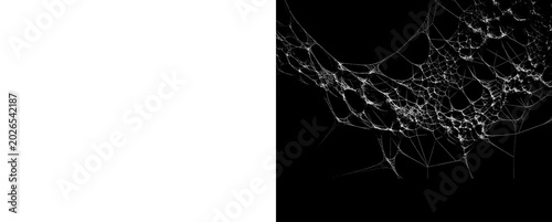 Photos Scattered spiderwebs fine white threads on transparent and black backgrounds