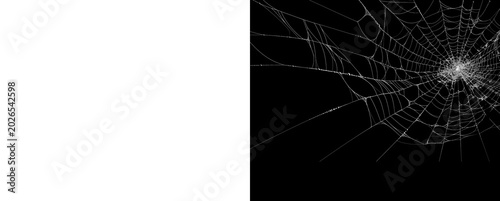Foto White spider web isolated on transparent background for spooky halloween