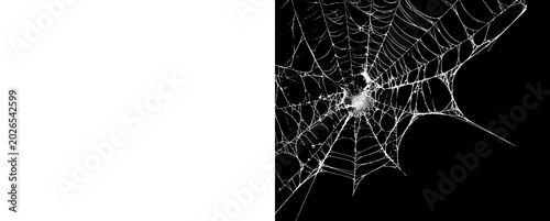 Cuadro en lienzo Creepy cobweb layer with fine silk threads isolated on transparent surface