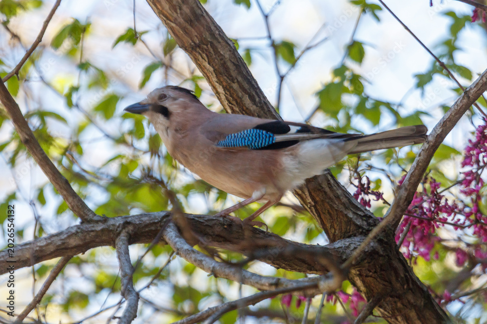 Fototapeta premium Captive bird on branch with blossoming flowers
