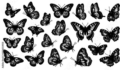 Foto British Butterfly Collection Vintage Engraving Illustration
