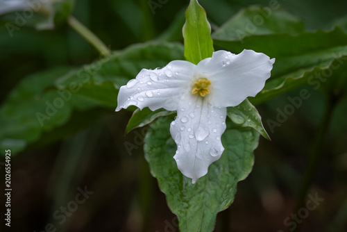 Fresh from the spring rain, the white trillium opened quietly beneath the forest canopy. White Trillium grandiflorum flower covered in raindrops, blooming in a lush woodland garden. 